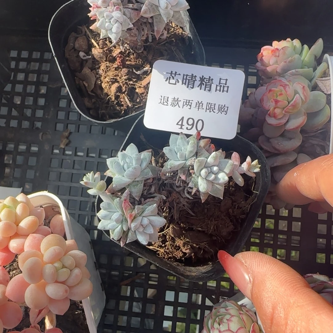 闪购精品多肉490号