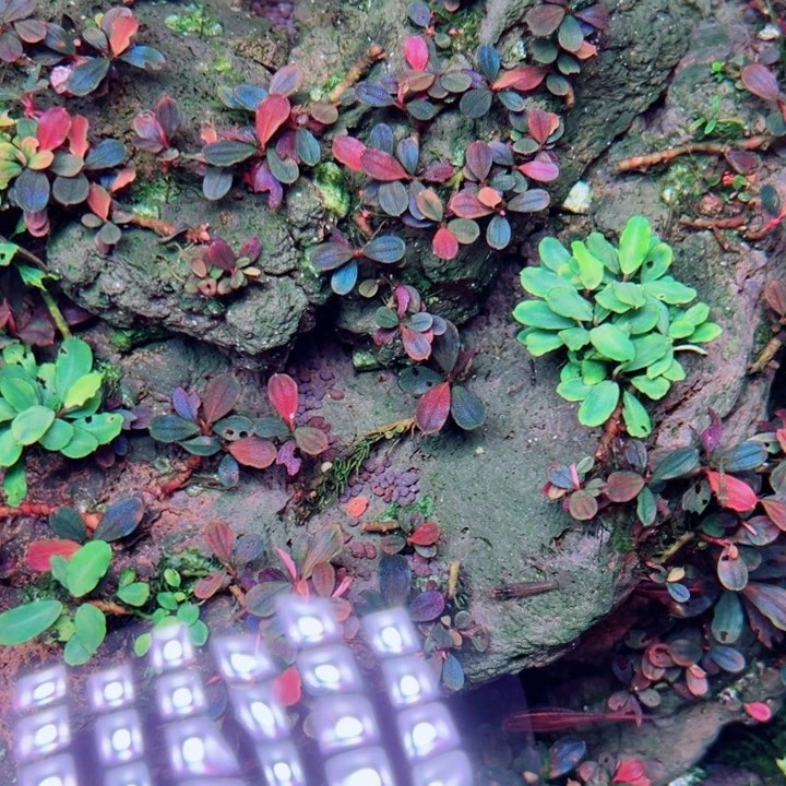 辣椒榕雅典娜福利来