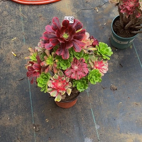 圆***圆法师嫁接的时候就会158