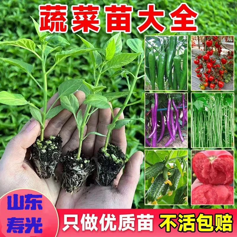 【山东寿光】蔬菜苗大全各种蔬菜苗番茄辣椒茄子蔬菜带土发货阳台盆