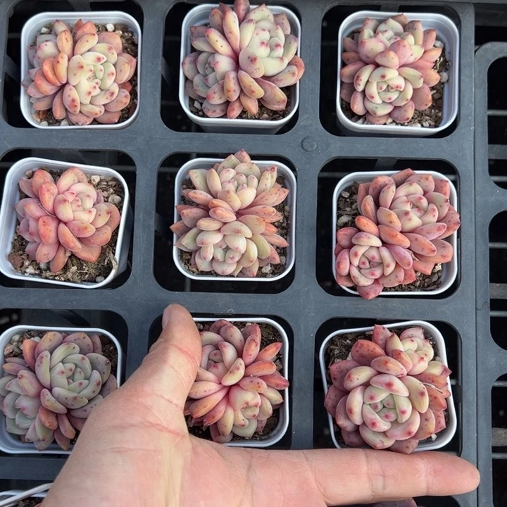 凌雪双头一颗量拍多肉满20包邮初7发