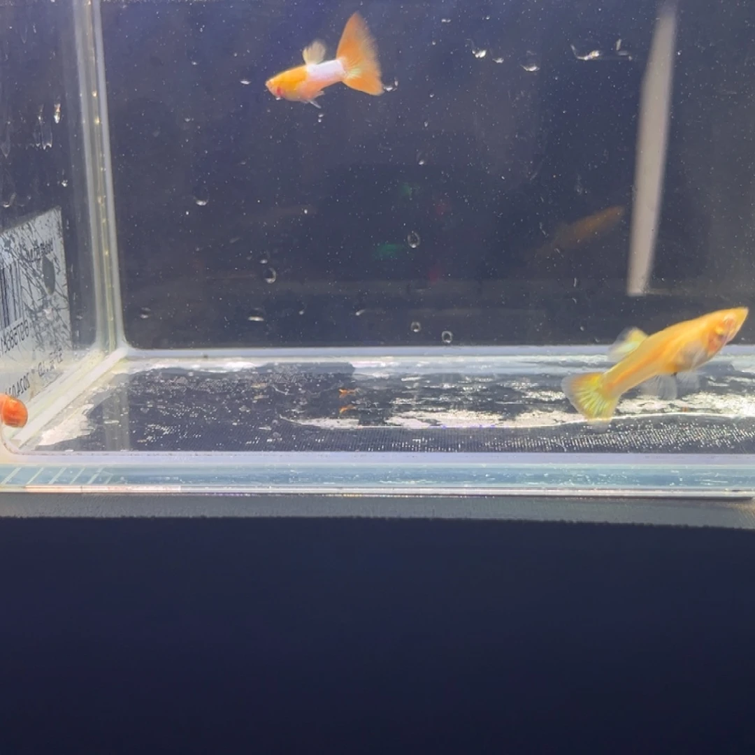 孔雀鱼孔雀鱼孔雀鱼
