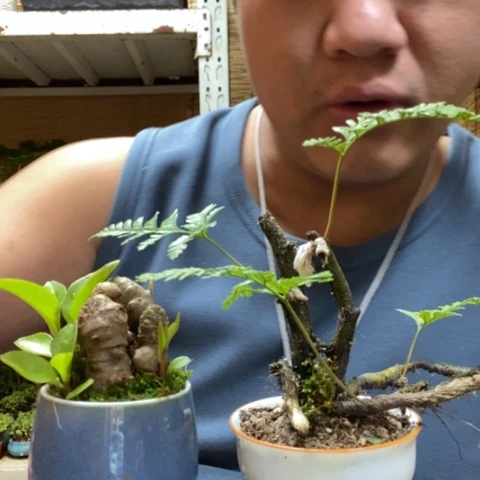 红陶一物一拍所见即所得251