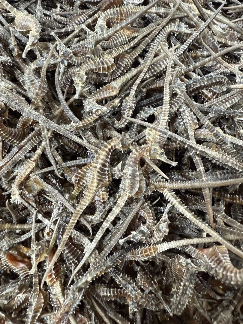 【顺德拉叔臻品】精选清水海马