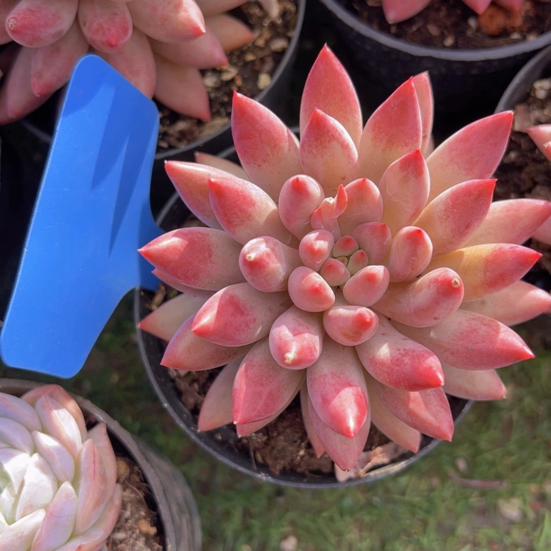 香玉的故事是一个人的