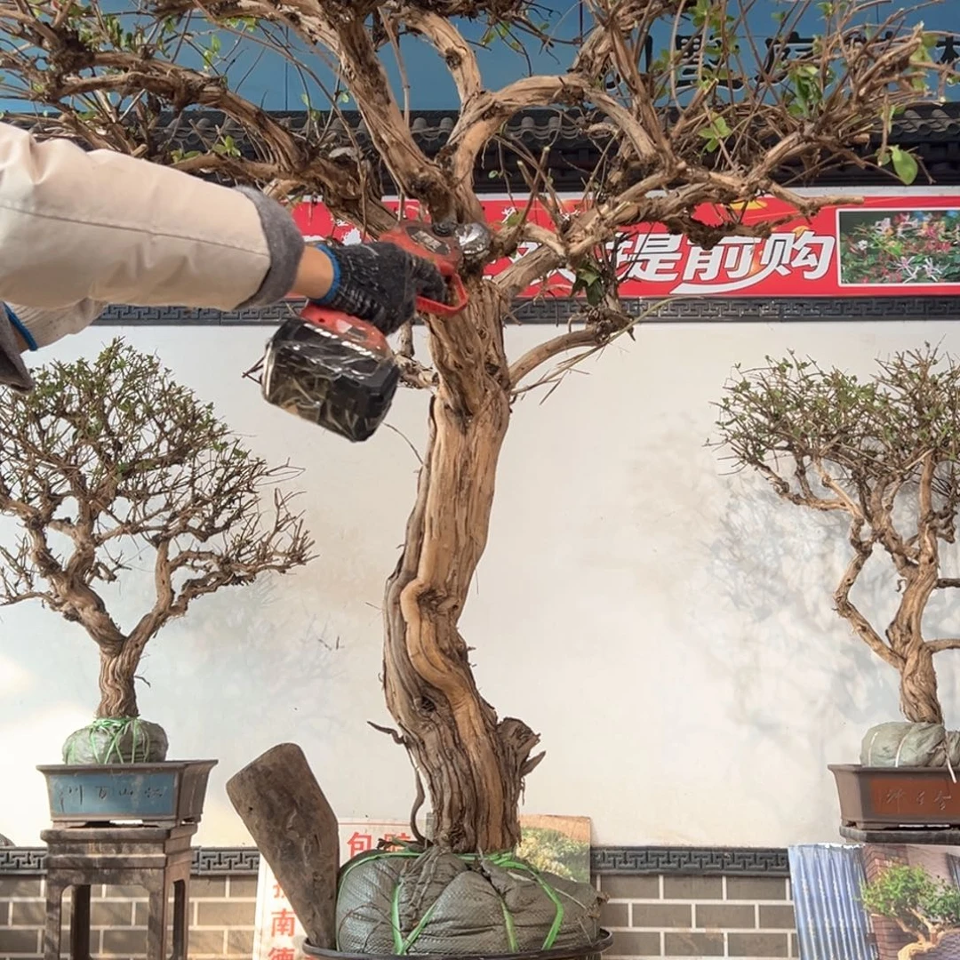 无花朵金银花888888888888888