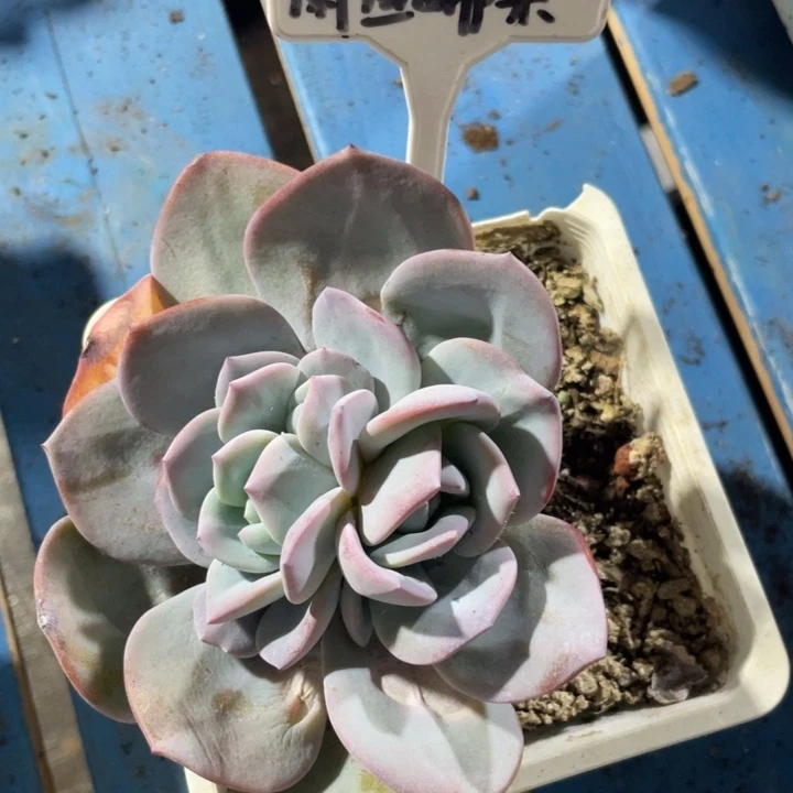 墨***光独桩，三心，韩版奶茶