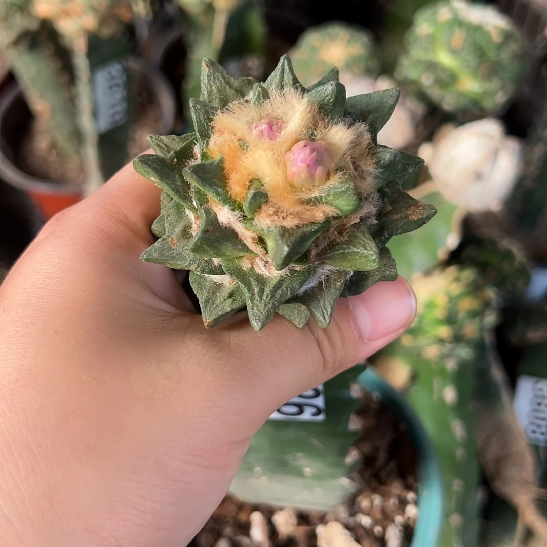 龙角牡丹仙人球3626号