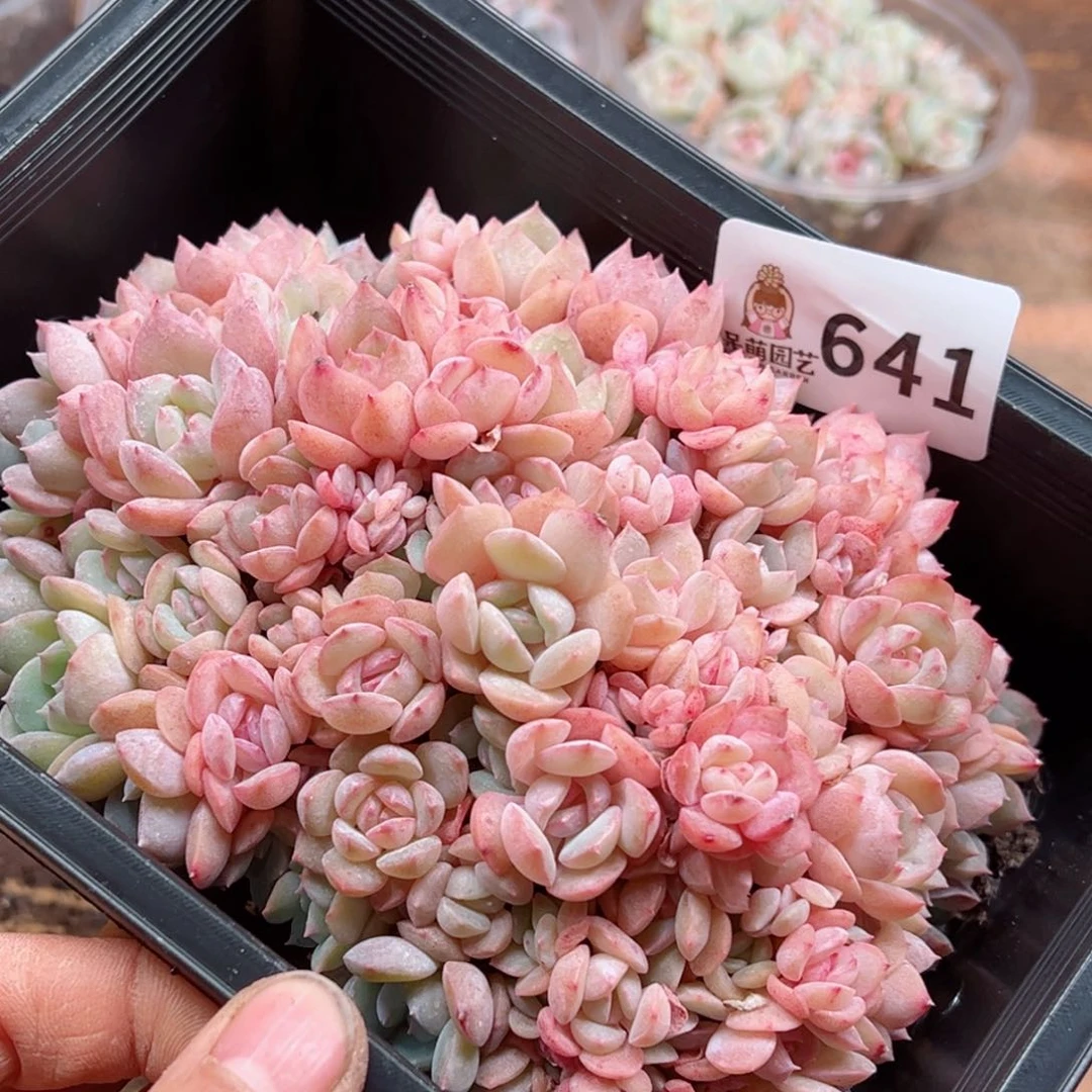 多肉植物多肉植物