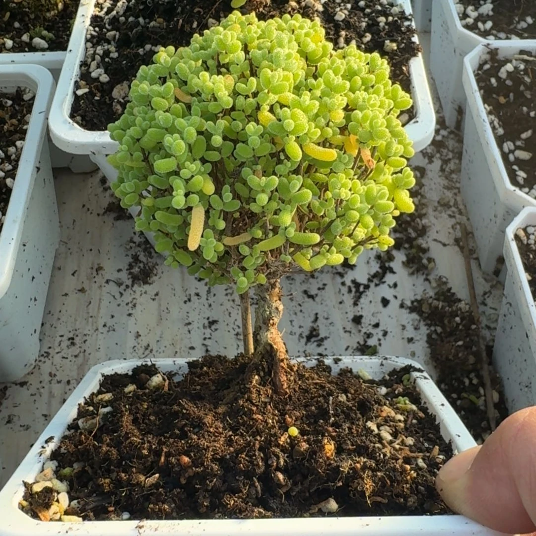 老桩金橘带盆带土发