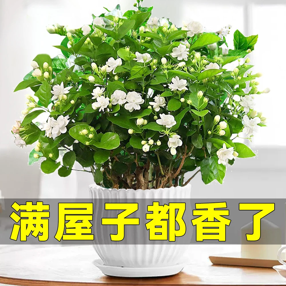 茉莉花苗盆栽带花苞室内四季开九里香老桩水培栀子花卉绿植物