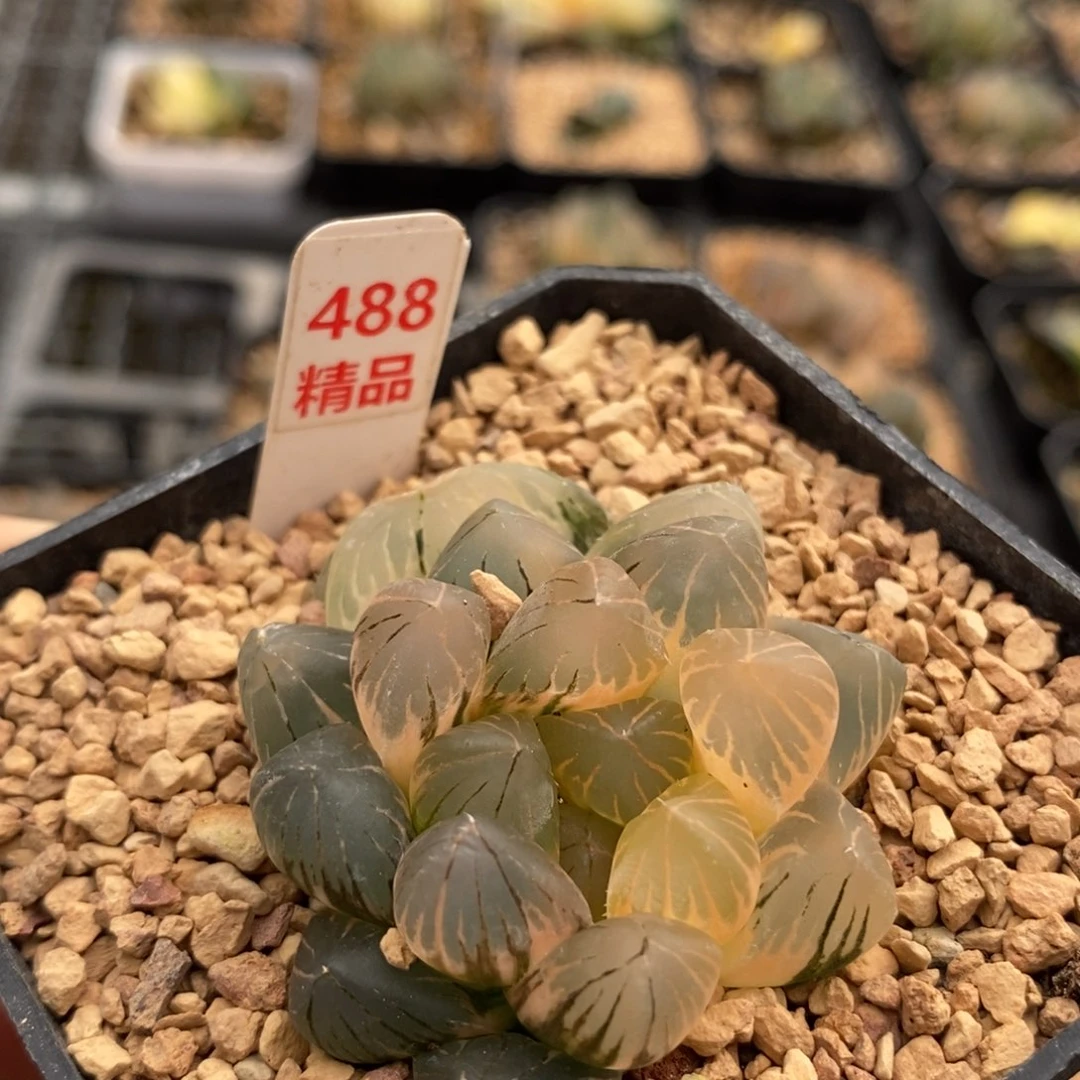 488om玉露多肉植物