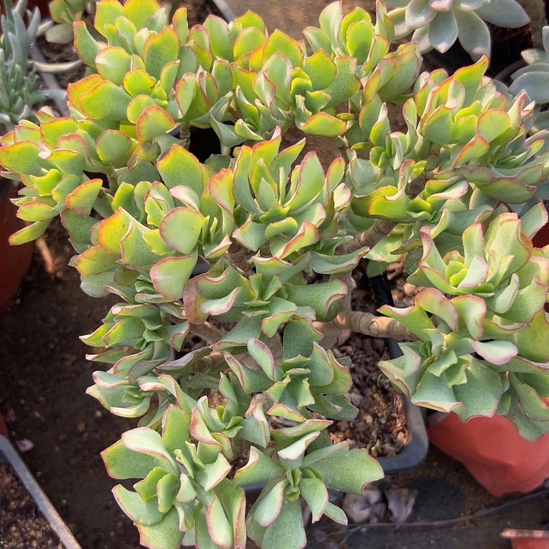 多肉植物玉树海带