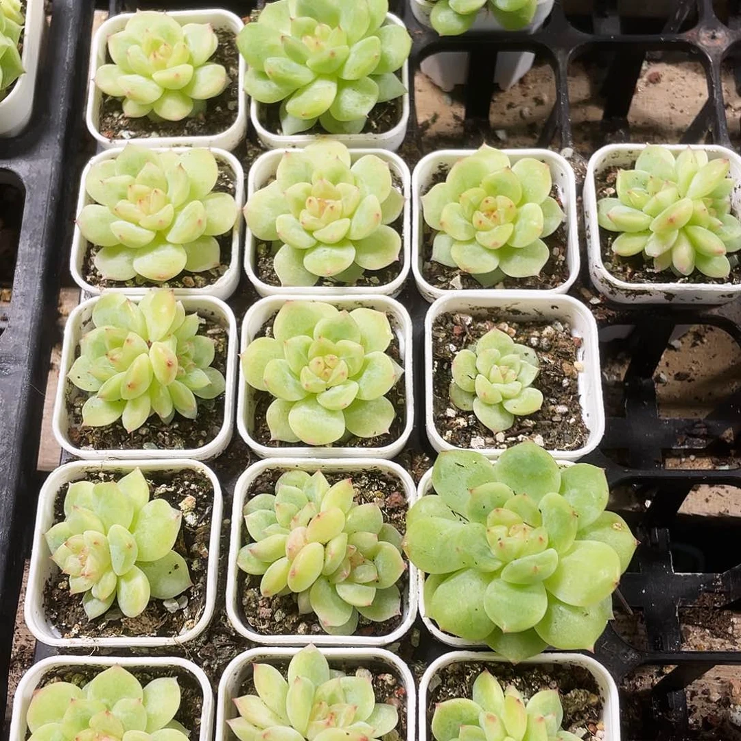 寒绯中苗盆一个满25包邮