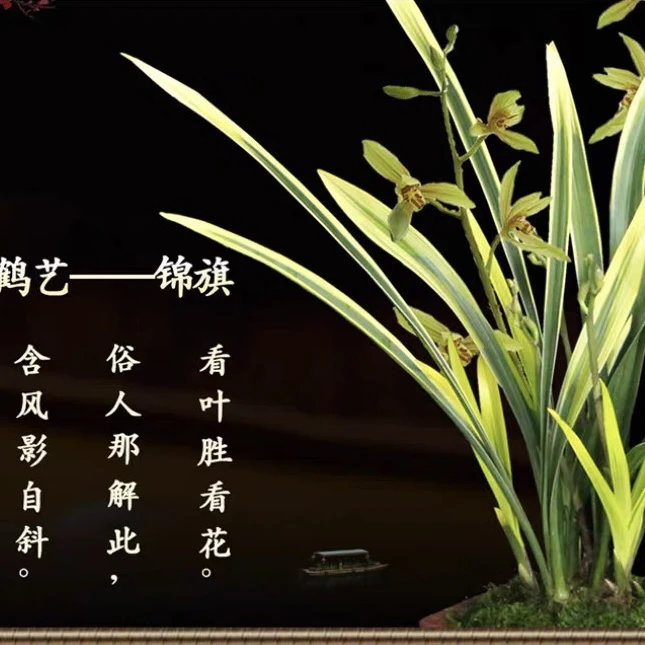 锦旗 刘阁兰花 建兰四季兰花苗夏带浓香花苞出售好养花卉绿植盆栽