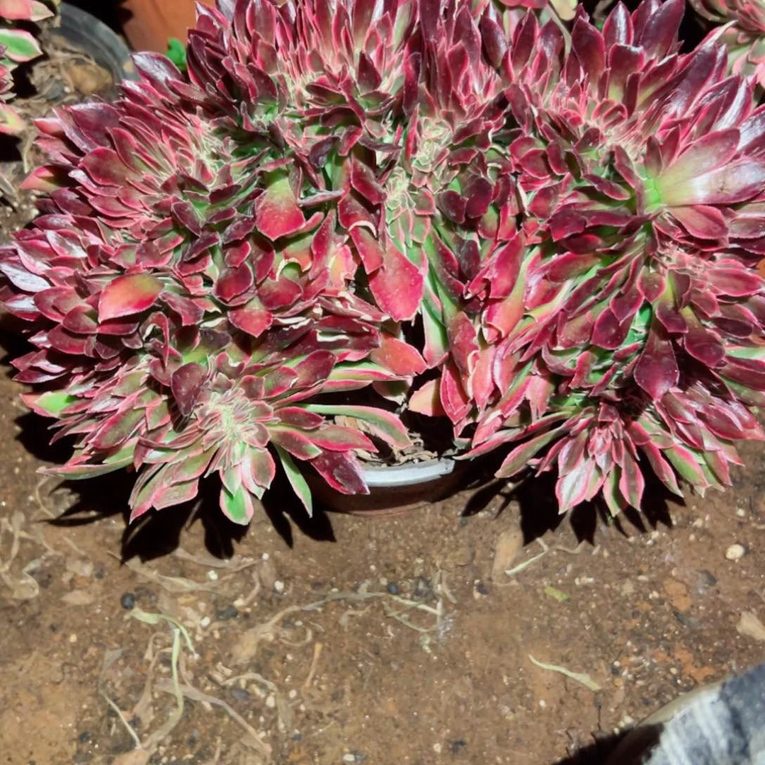 我1569 号多肉法师新年福利邀约