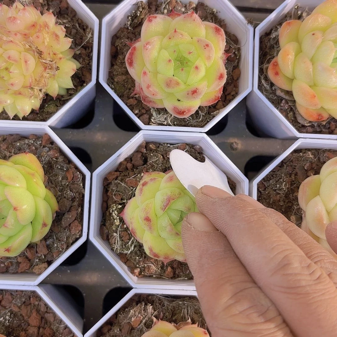 冲****茶A353麦秆一物一拍