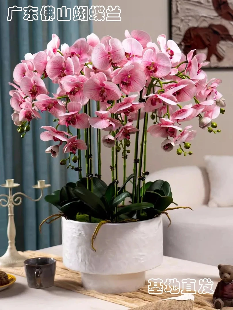 蝴蝶兰带花室内高档花蝴蝶兰盆栽室内客厅四季开花花卉绿植节日花