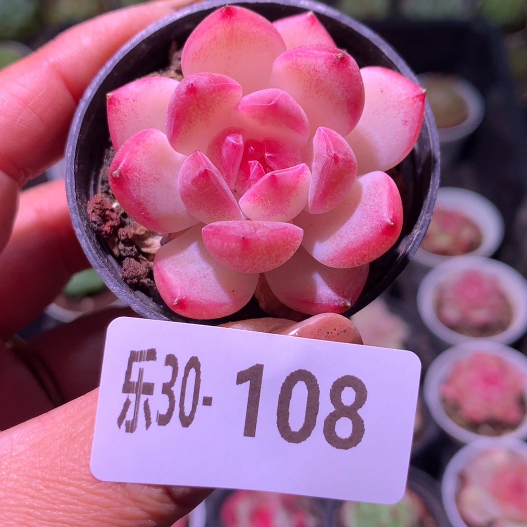 乐然30-108 新品单头