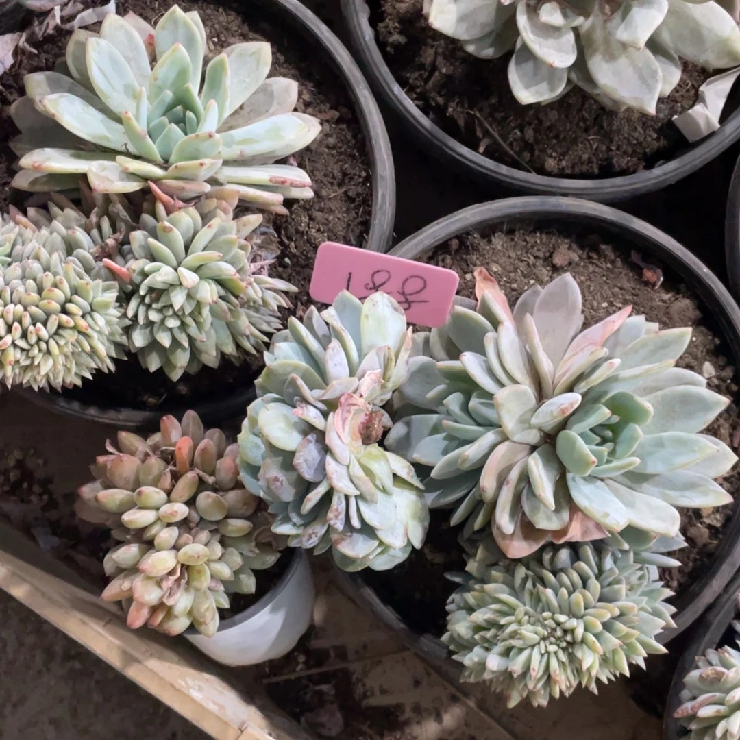 李***麻奶茶缀化多头群生188