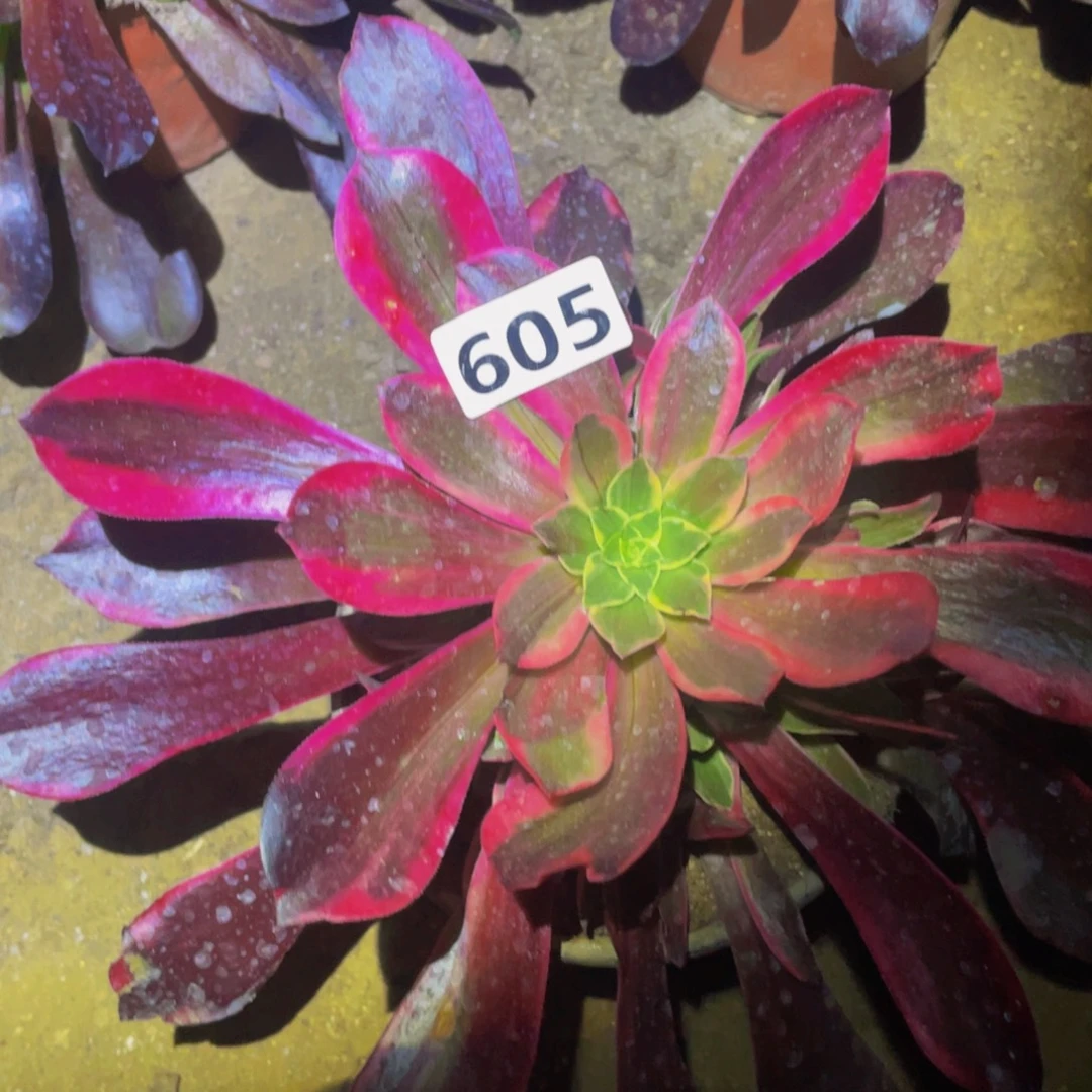 凤冠多肉植物多肉605