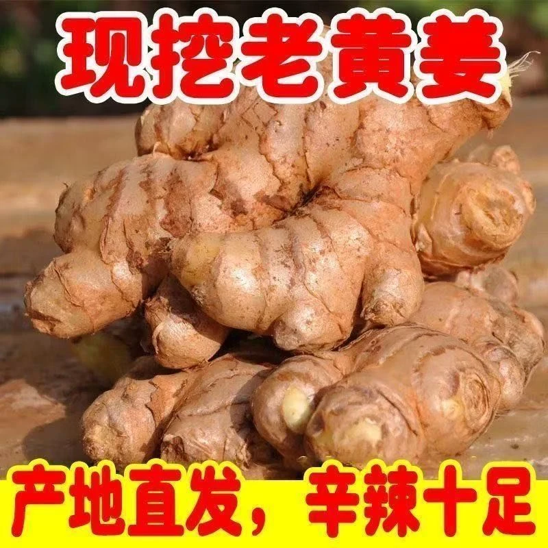 山地小黄姜老姜新鲜黄姜土姜现挖鲜姜嫩姜香味浓郁辛辣十足包邮
