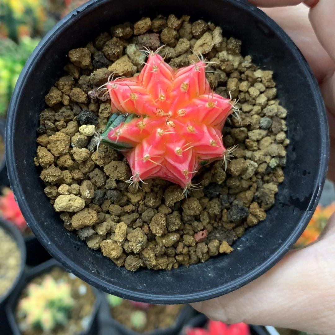 仙人球米哈牡丹锦