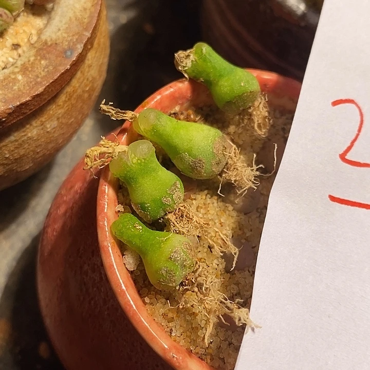 28354。  小葫芦母本一颗。