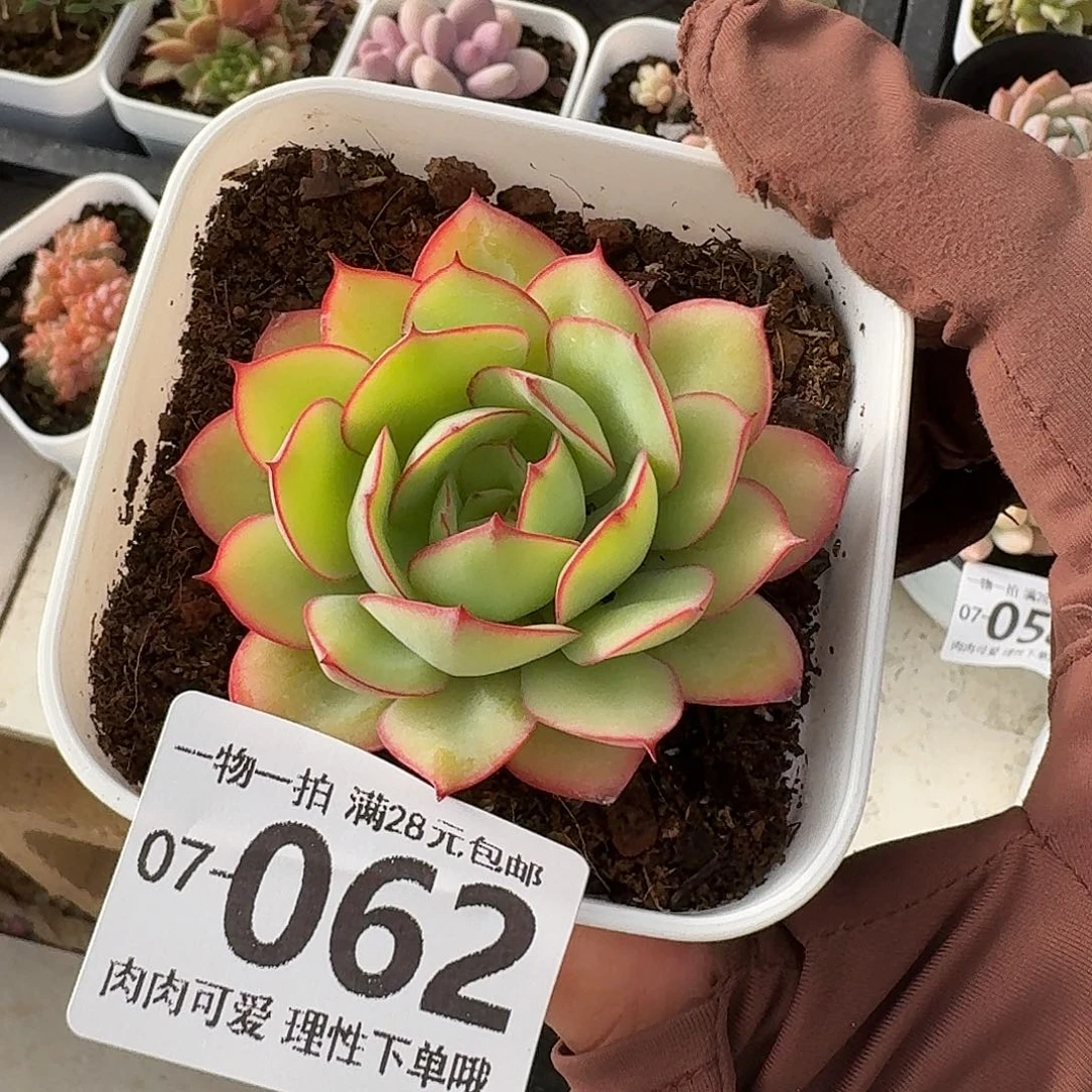 牡丹亭多肉无盆土发货无盆土发货无