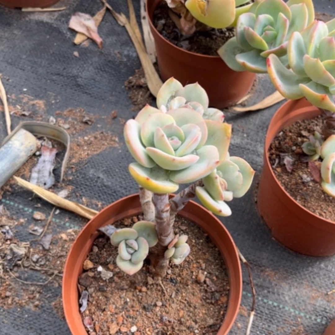 【闪购商品】༄****白冈