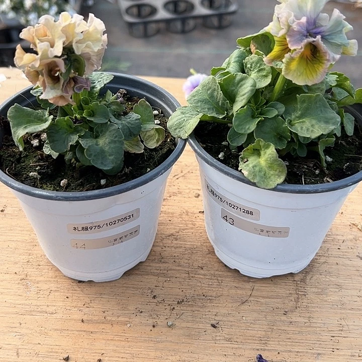 水晶抖音直播闪拍43-44