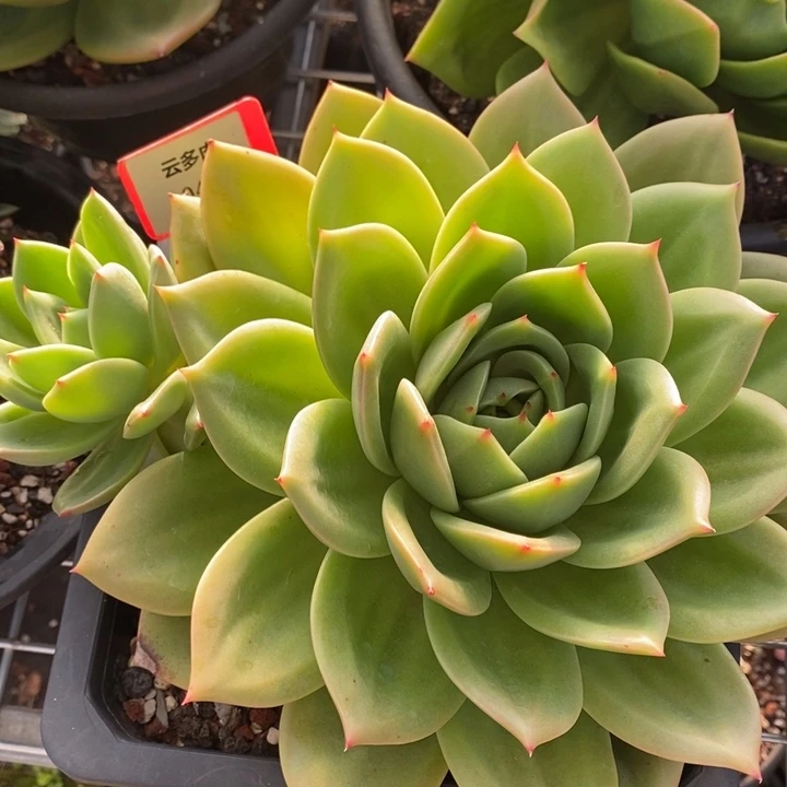 D045-直播福利 翠鸟