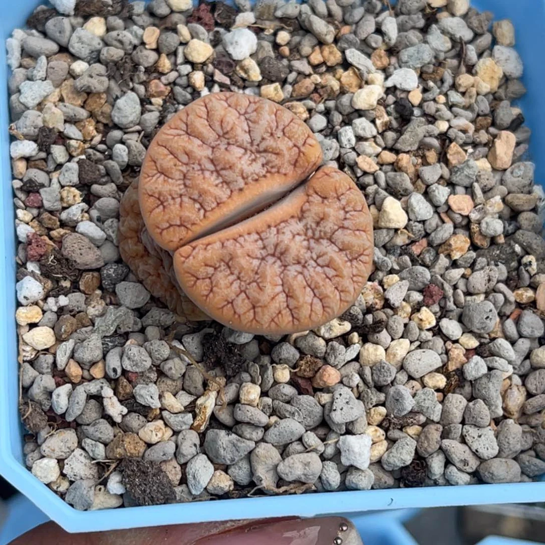 ?***散3087睫毛铁荒一颗专拍