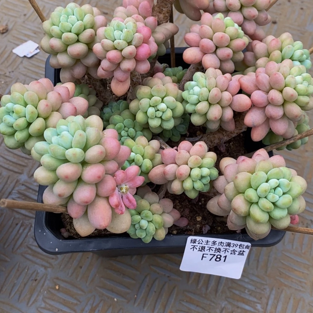 781鱼子酱20cm多肉