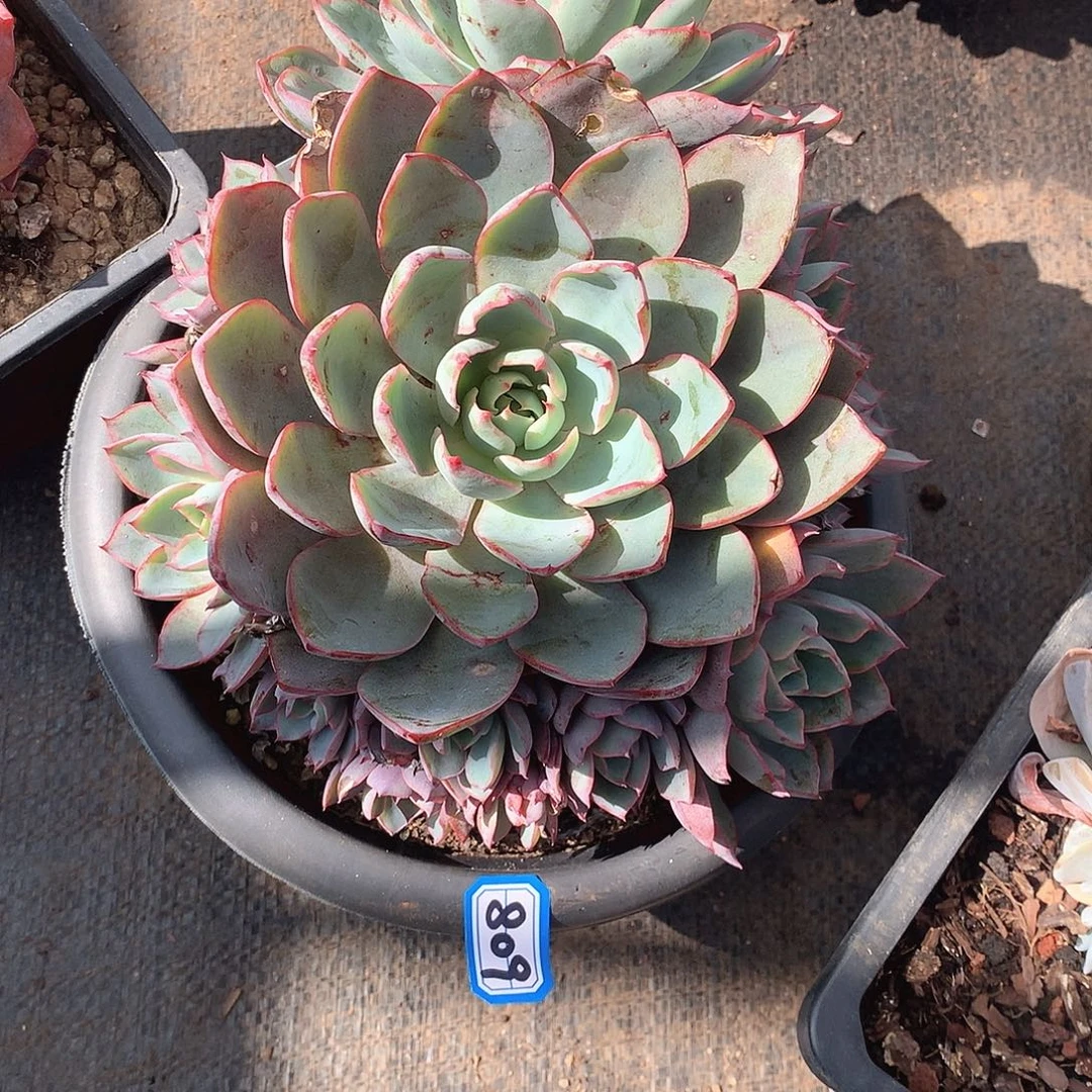 809赫拉 一物一拍多肉