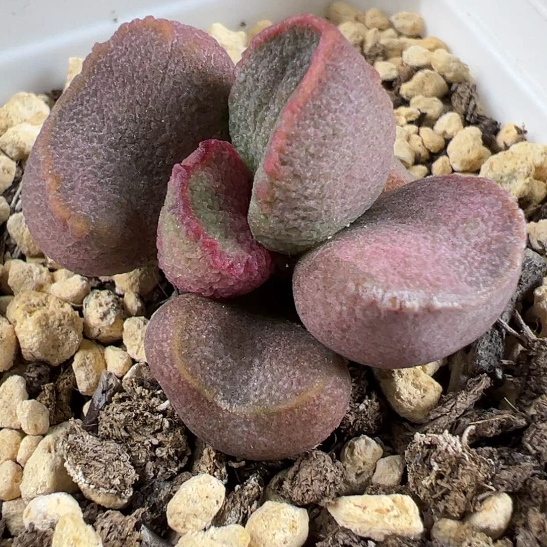 实生新品橘色系多肉植物