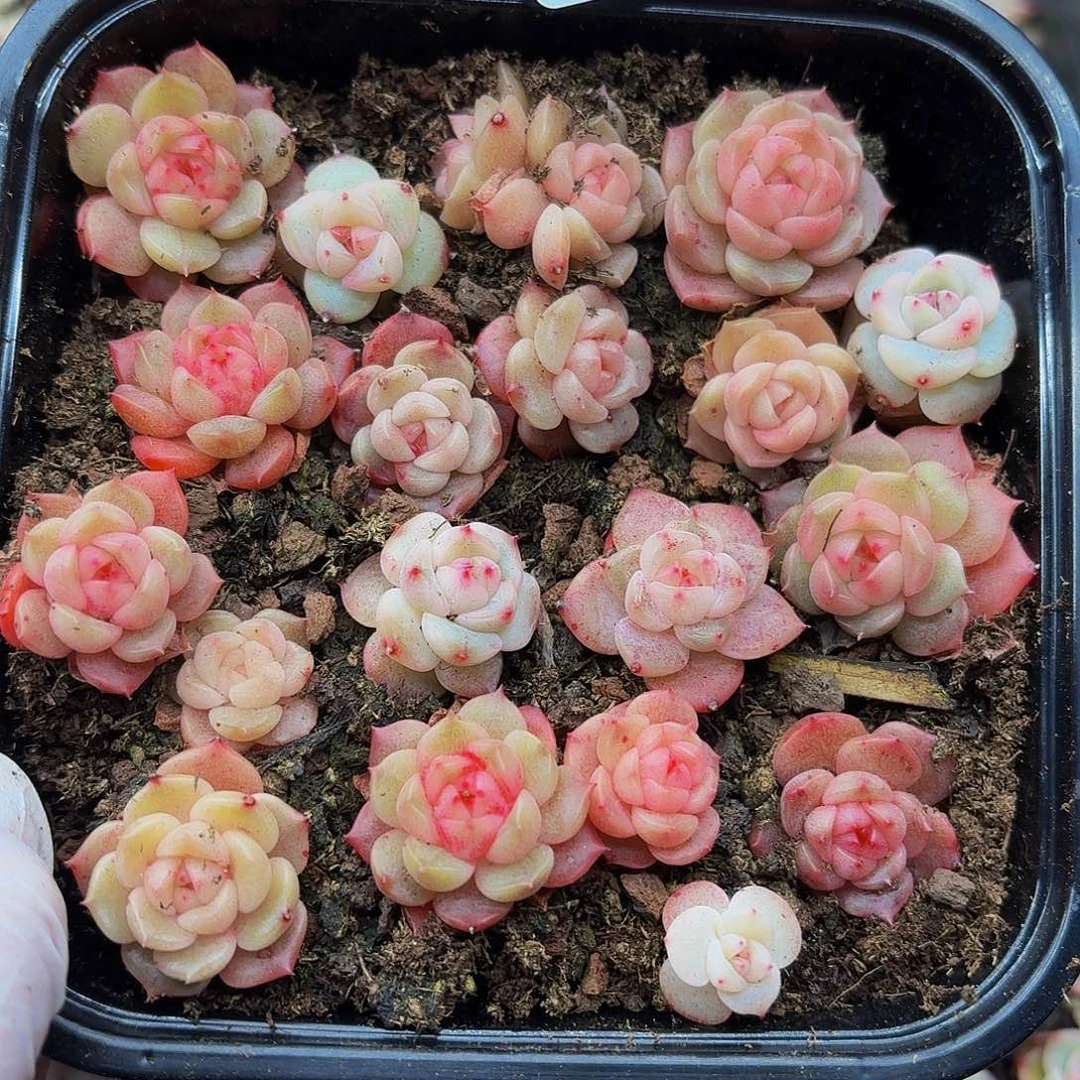 多肉植物多肉植物959