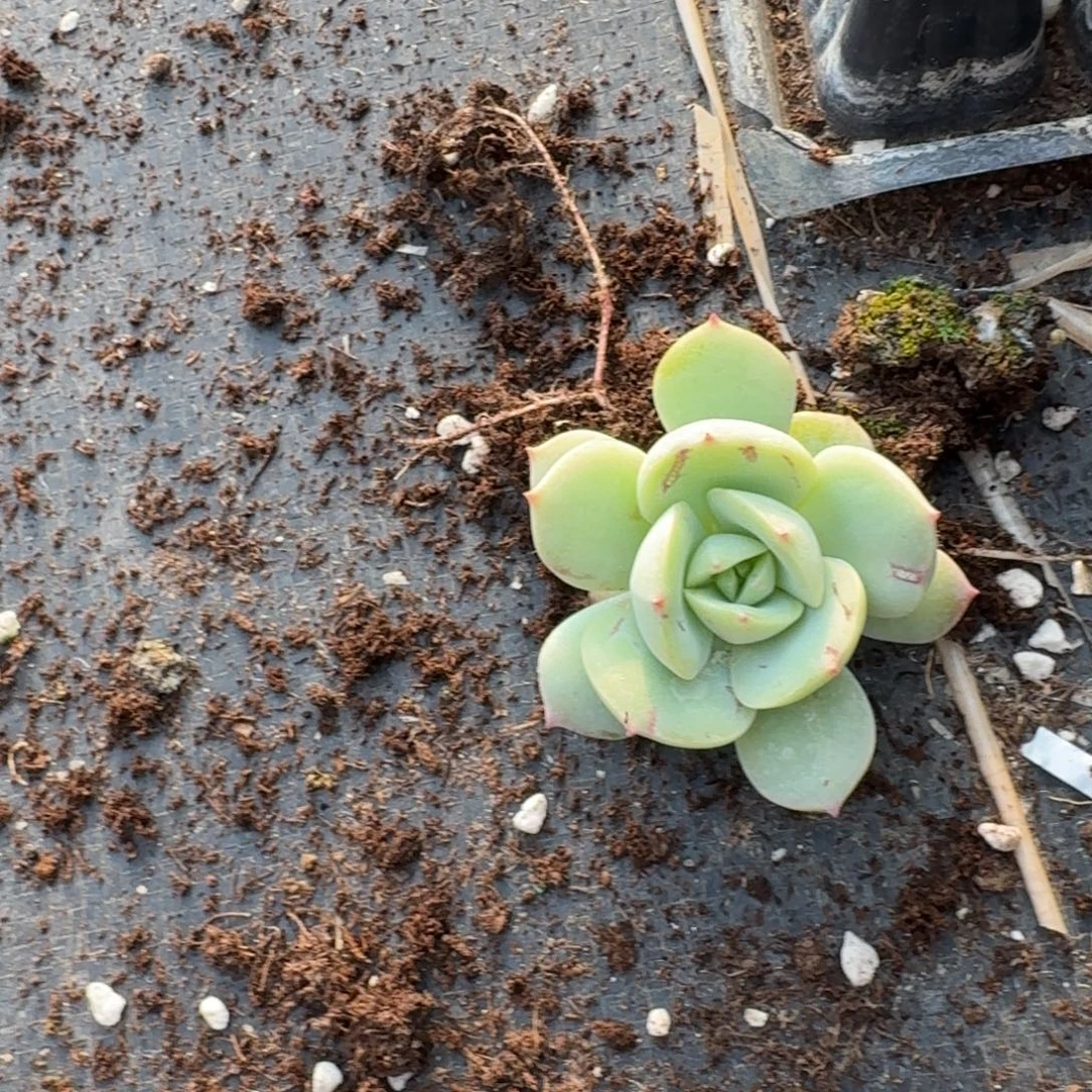 白凤杂交甘草一颗量拍发货9-22