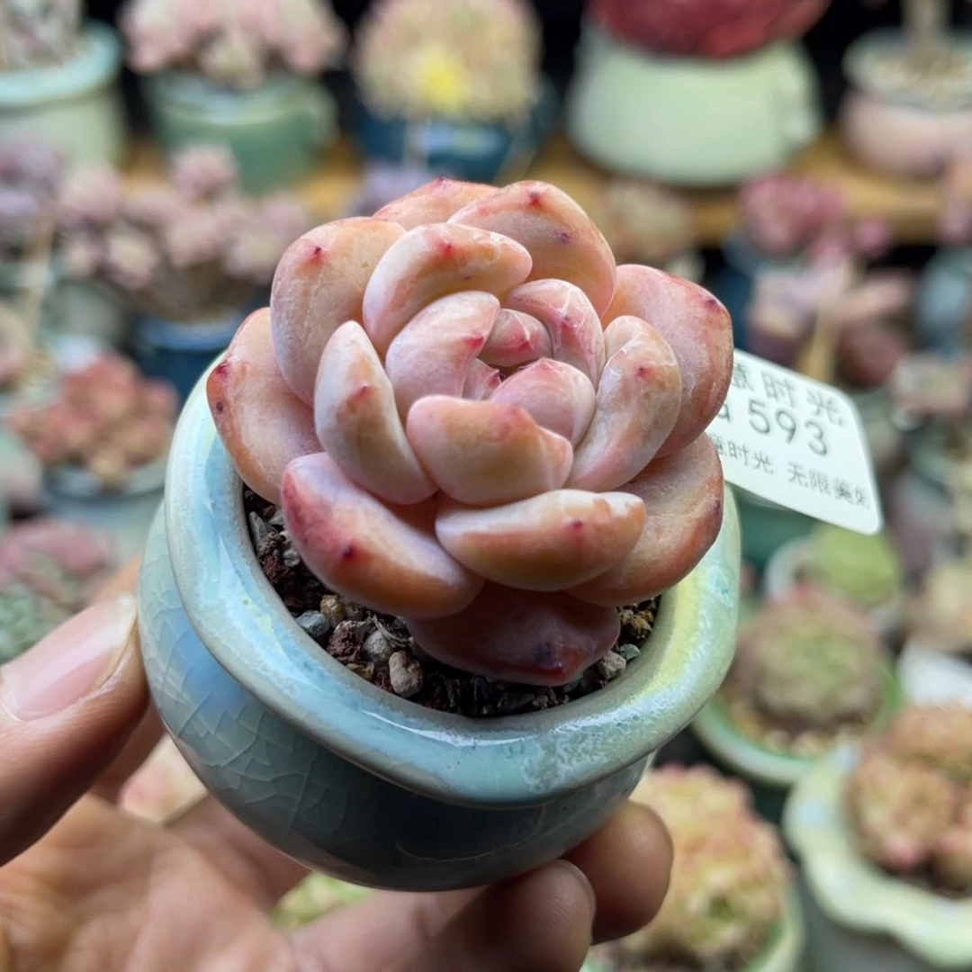 593 星影  带陶瓷盆发货 满28包邮