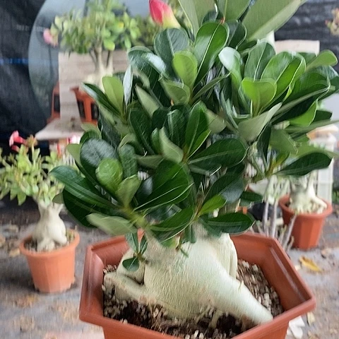 【闪购商品】红****?绿植