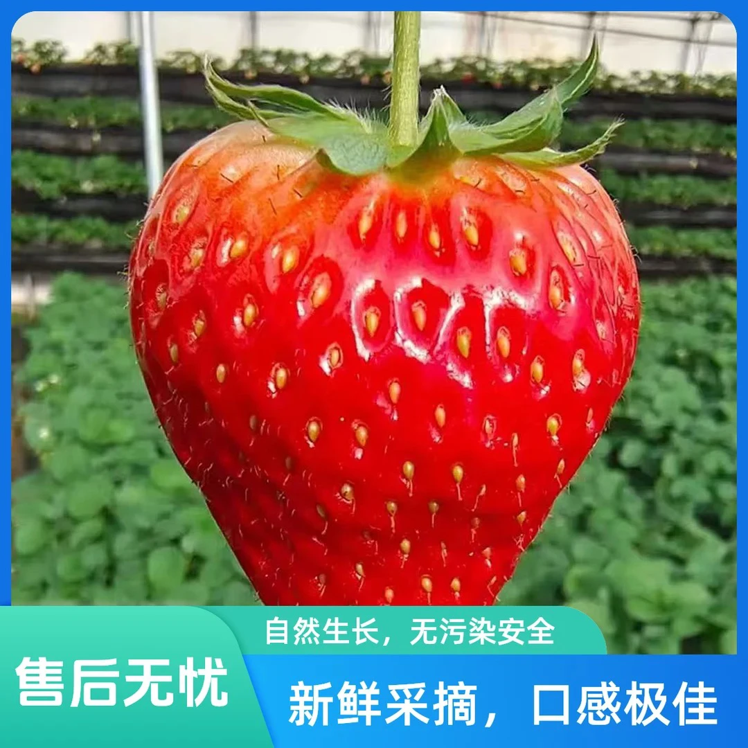 【顺丰次日达】新鲜采摘脆甜可口九甜一果香江苏省