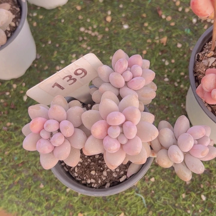 健健康康平平安安