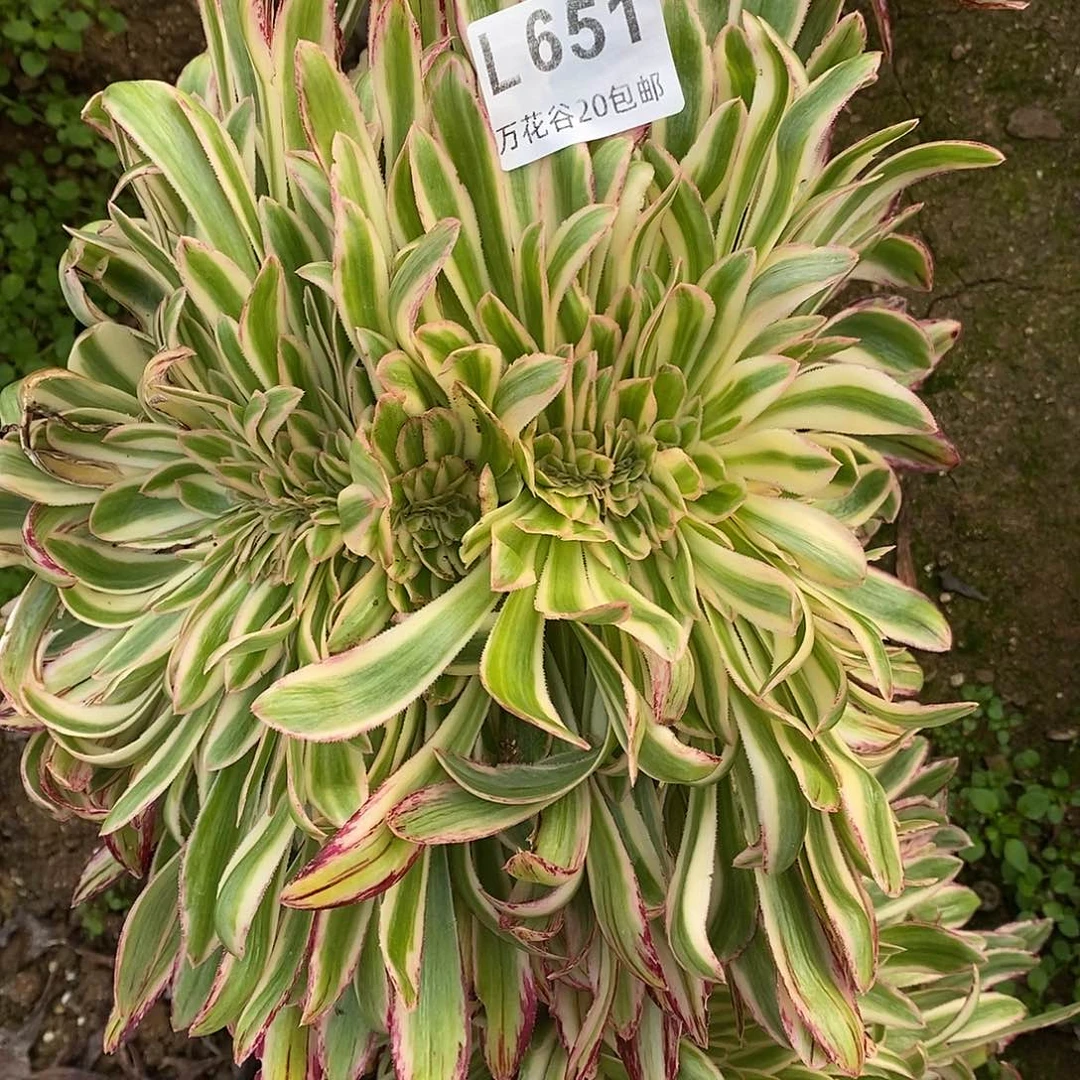 651微锦锦缀掰了发无根多肉植物