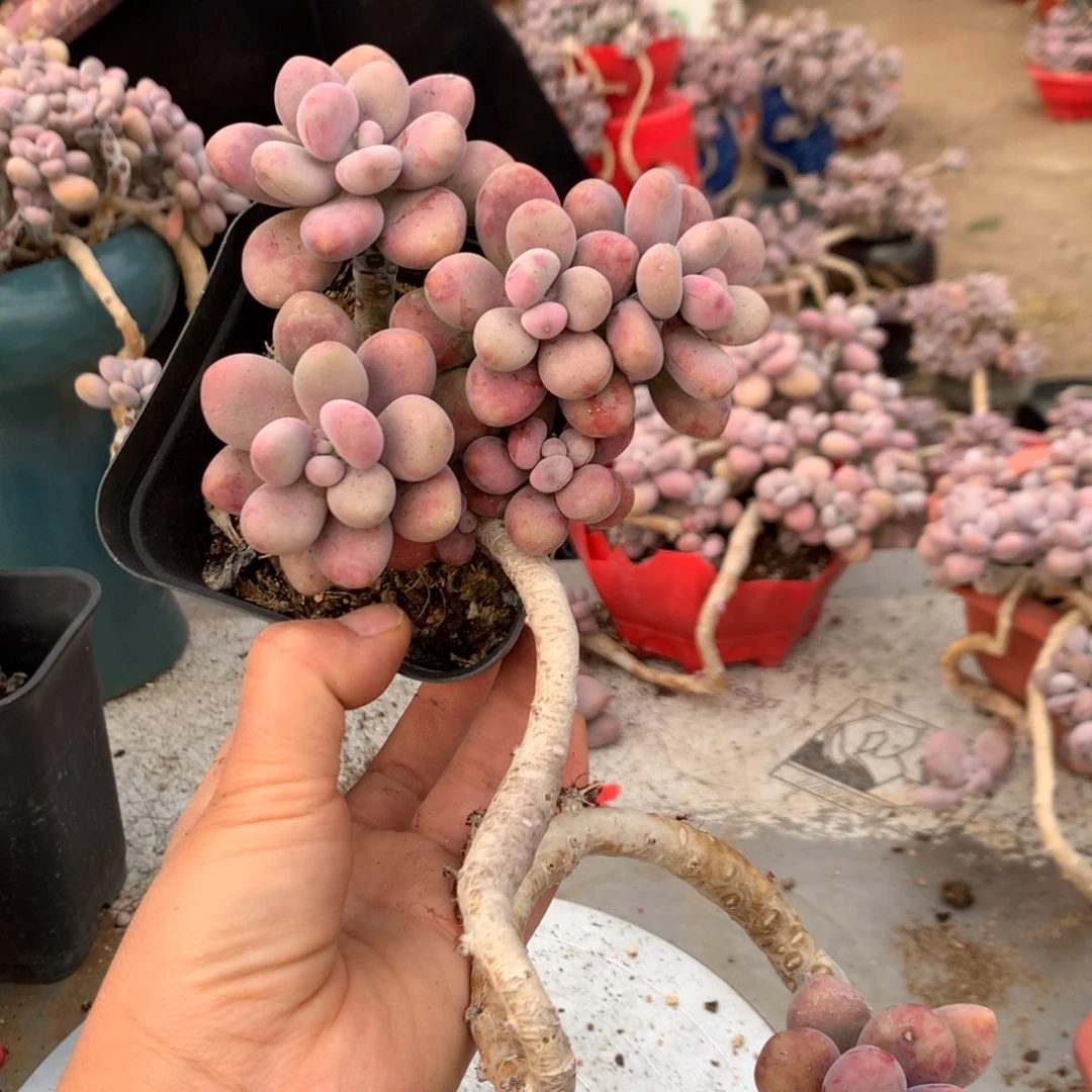 桃蛋老桩不带盆61号