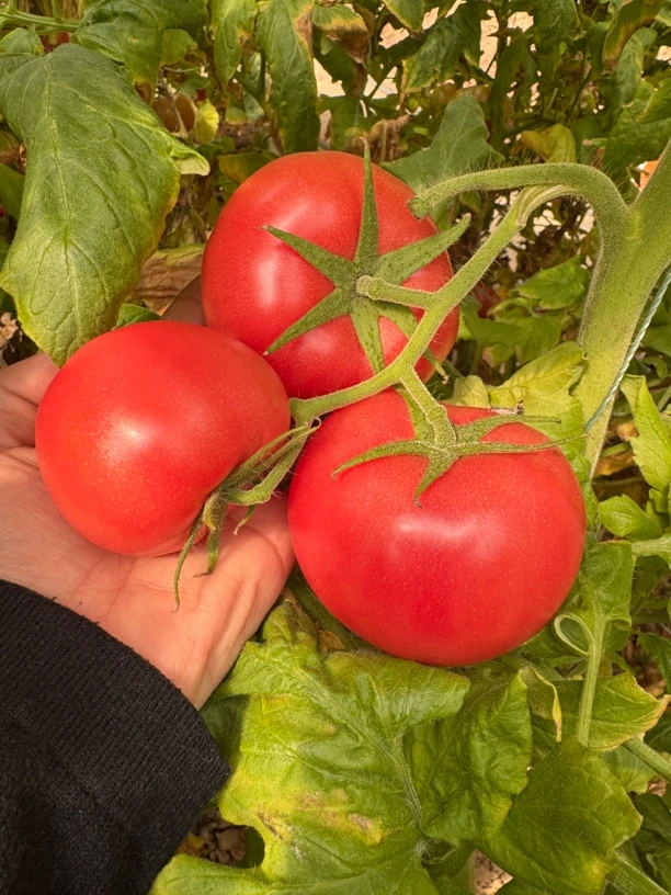 老品种沙瓤西红柿，自然生长