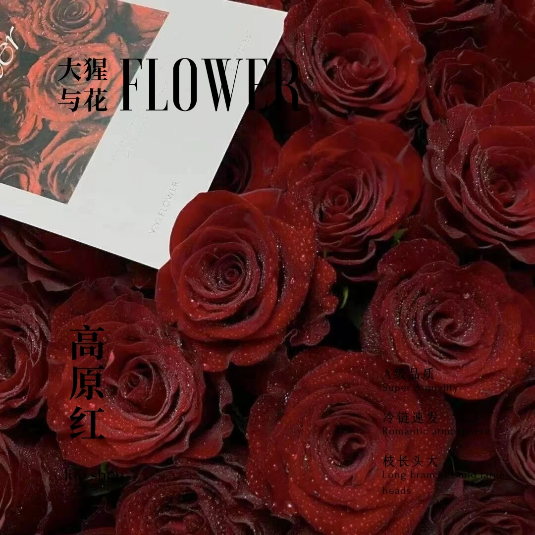 【A级高原红单头玫瑰】云南A级玫瑰70-75cm室内水养昆明直发