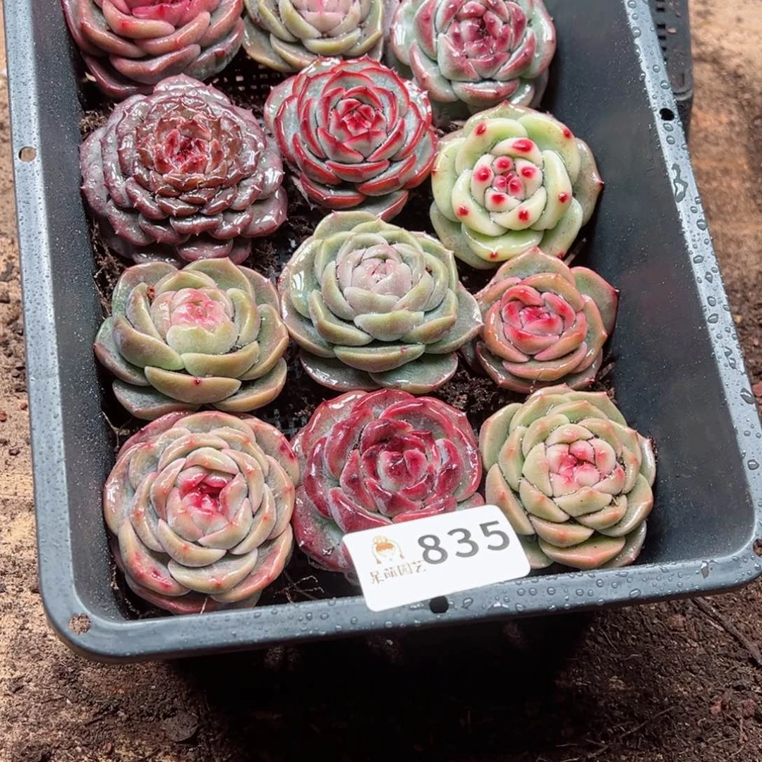 ?**豆多肉植物多肉植物