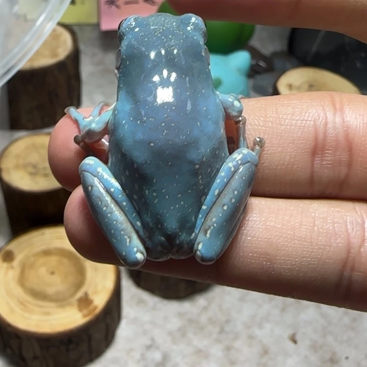 老爷树蛙11魔鬼蓝暴雪