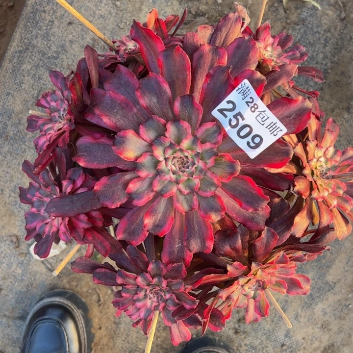 2509雪姬多肉植物