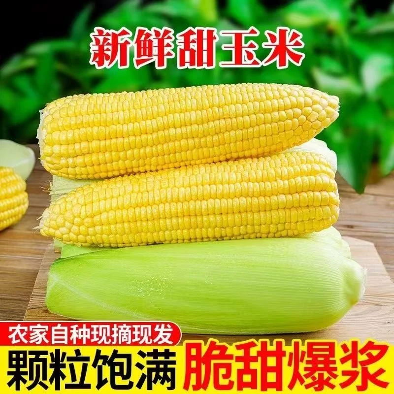 黄金水果甜脆玉米应季新鲜新鲜带叶嫩玉米【三规格】云南玉米棒